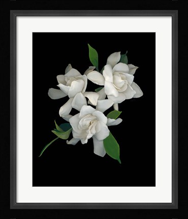 Framed Gardenias 2 Print