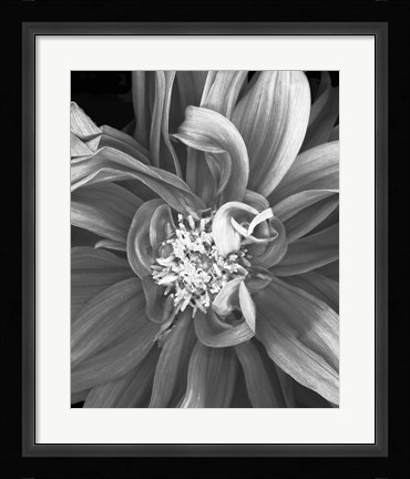Framed Dalia 2013 Print