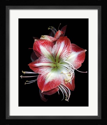 Framed Winter Amaryllis Print