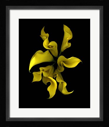 Framed Calla Lilies 4 Print