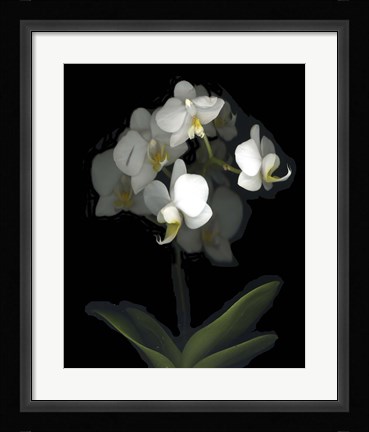 Framed Mini White Orchids Print