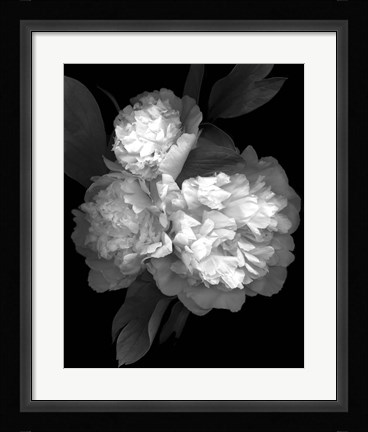 Framed Peony '08 3 Print