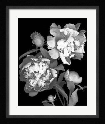 Framed Peony Print