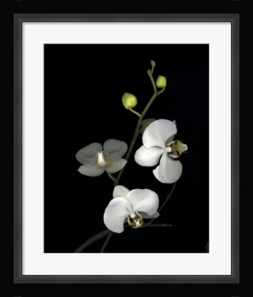 Framed Orchid '06 Print