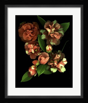 Framed Camellia 3 Print