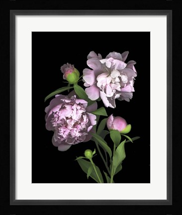 Framed Peony Print