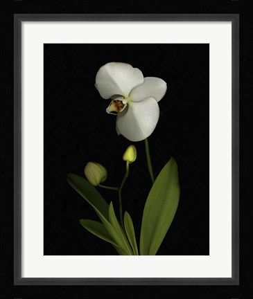 Framed Orchid Print