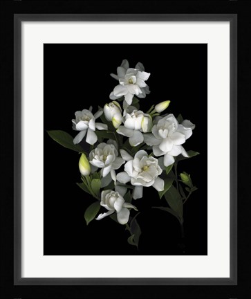 Framed Gardenia '06 Print