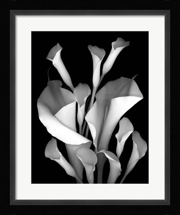 Framed White Calla 2 Print