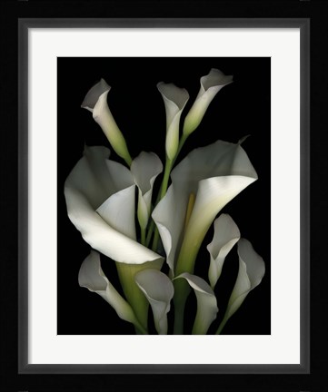 Framed White &amp; Crystal Blue Callas 2 Print