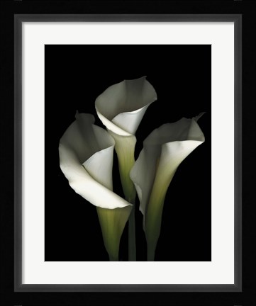 Framed White Calla 1 Print