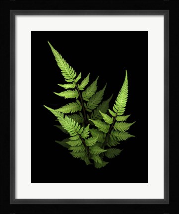 Framed 3 Ferns Print