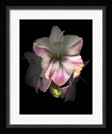 Framed Amaryllis Print