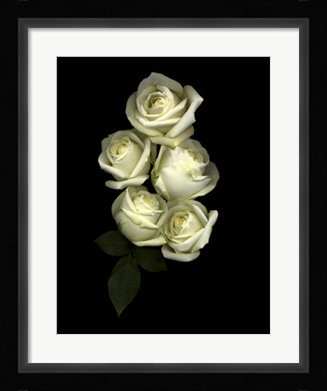Framed White Roses Print