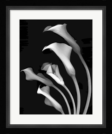 Framed Calla Lilies 3 Print