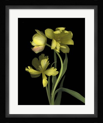 Framed Yellow Dutch Tulip 1 Print