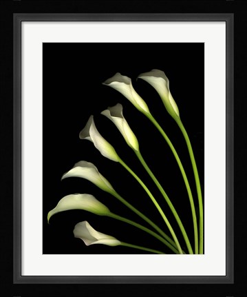 Framed Crystal Blush Calls Lily 1 Print