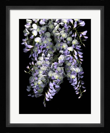 Framed Wisteria Print