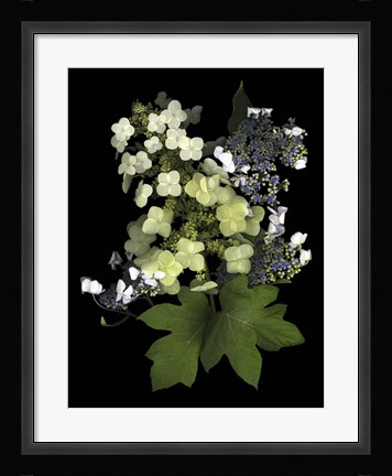 Framed Hydranga Print