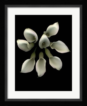 Framed Crystal Blush Calla Lily 2 Print
