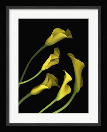 Framed Calla Lilies 1 Print