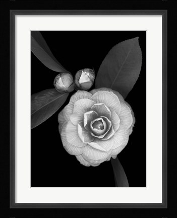Framed Camellia with Buds Print