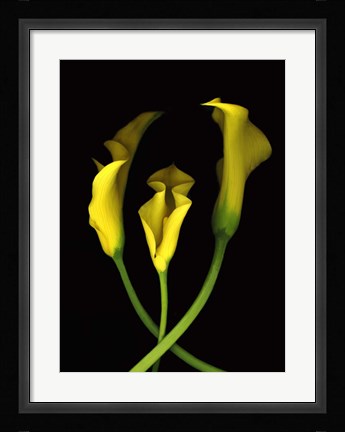 Framed Calla Lilies 2 Print