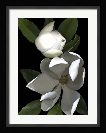 Framed White Magnolia 2 Print