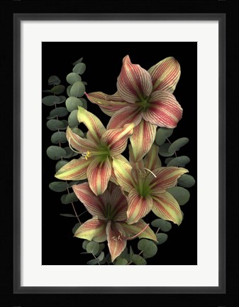 Framed 4 Red &amp; White Amaryllis &amp; Eucalyptus Print