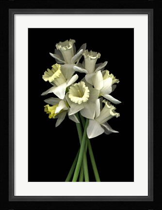Framed Daffodils 3 Print