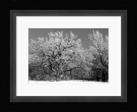 Framed Winter Frost 4 Print