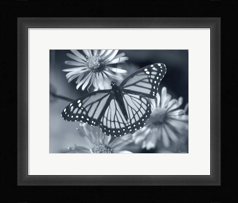 Framed Monarch On Wildflower Print