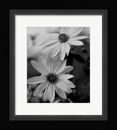 Framed Wildflowers 1 Print