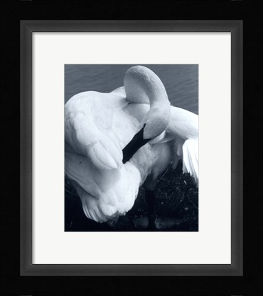 Framed Snow Goose Print
