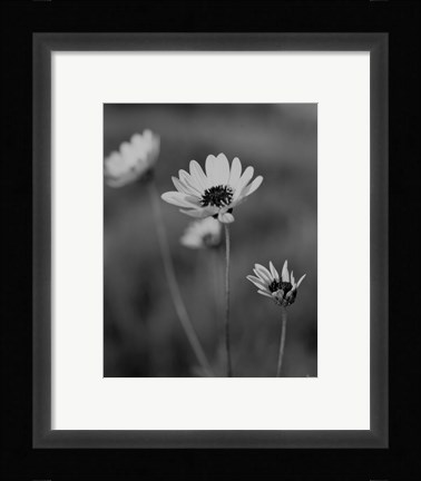 Framed Wildflowers 8 Print
