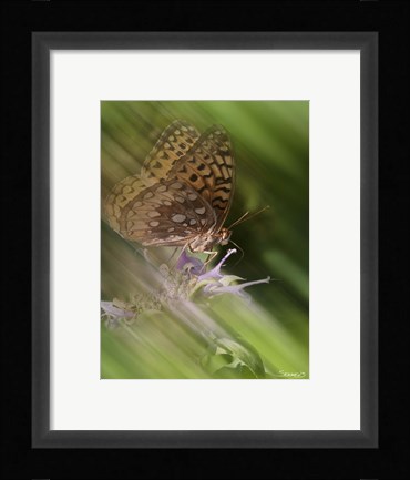Framed Natural Motif XI Print