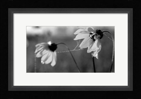 Framed Wildflowers 2 Print