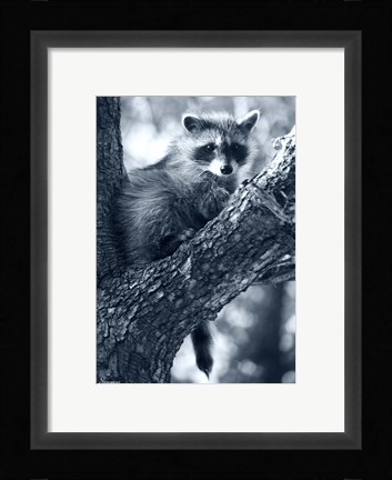 Framed Raccoon Print