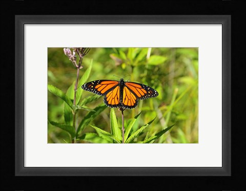 Framed Shades Of Nature Butterfly Print