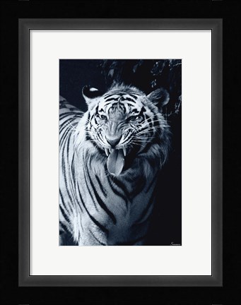 Framed White Tiger 2 Print
