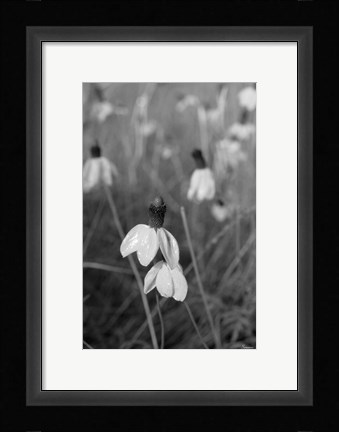 Framed Wildflowers 9 Print