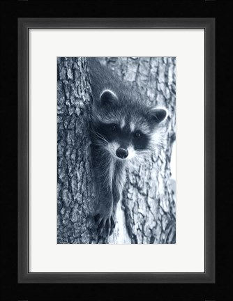 Framed Raccoon 3 Print