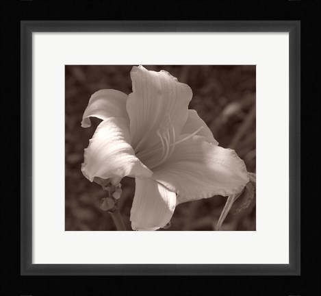 Framed Sepia Flower 1 Print