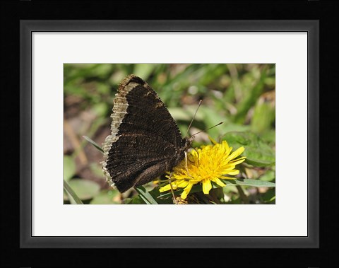 Framed Brown And Cream Insect On Yellow Flower Print