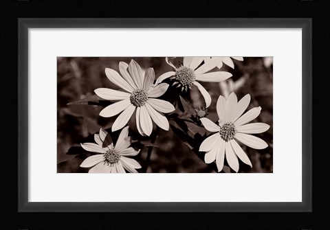 Framed Buffalo River Flowers III Print