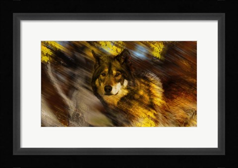 Framed Autumn Wolf Print