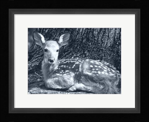 Framed Fawn Print