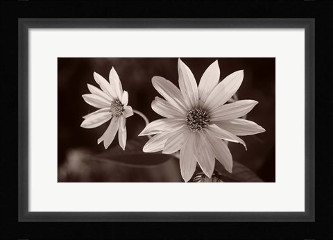 Framed Buffalo River Flower Duo Print