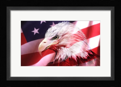 Framed American Bald Eagle II Print