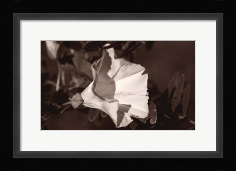 Framed White Flower Bloom Black And White I Print